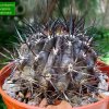 Eriosyce _curvispina_ ssp.curvispina 'combarbalensis' 01